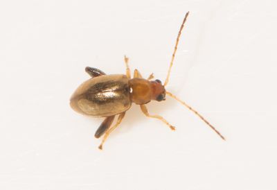 Longitarsus exsoletus ( Vallrtsjordloppa )
