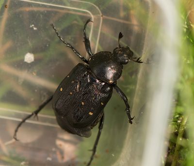 Gnorimus variabilis ( Svart guldbagge )