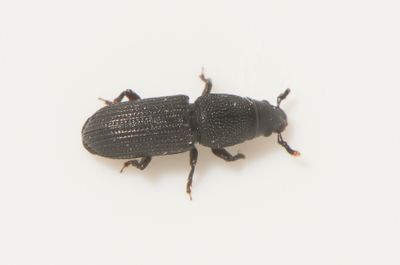 Rhyncolus sculpturatus ( Barrvedvivel )