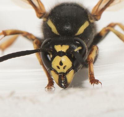 Vespula austriaca ( Jordsnyltgeting )