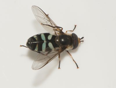 Didea alneti ( Grön vinkelblomfluga )