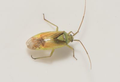 Closterotomus norwegicus
