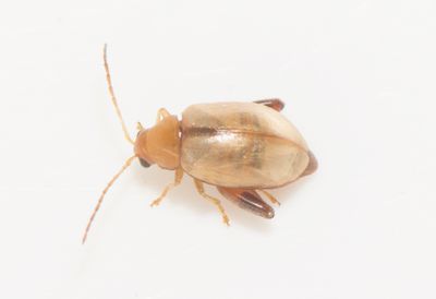 Longitarsus tabidus ( Strre kungsljusjordloppa )