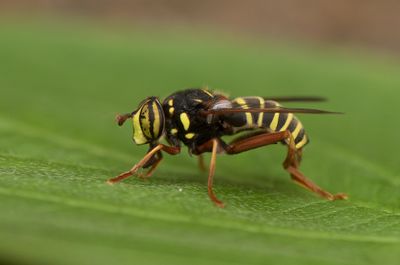 Spilomyia diophthalma ( Gulfotad trädblomfluga )