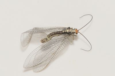 Nothochrysa fulviceps