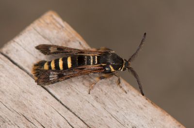 Pennisetia hylaeiformis ( Hallonglasvinge )