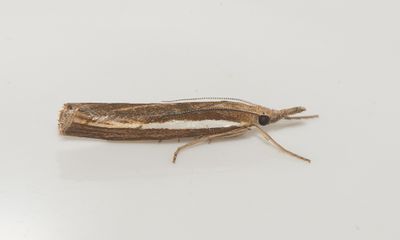 Agriphila tristella ( Dystergräsmott )