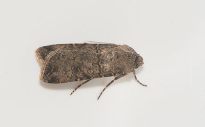 Agrotis segetum ( Sädesbroddfly )