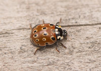 Anatis ocellata ( gonflckig nyckelpiga )