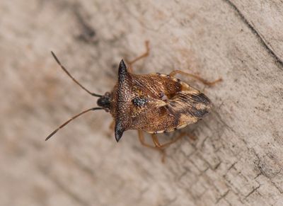 Elasmucha ferrugata ( Blbrsbrfis )