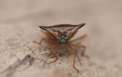 Elasmucha ferrugata ( Blbrsbrfis )
