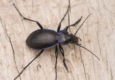 Carabus problematicus harcyniae ( Bllpare )