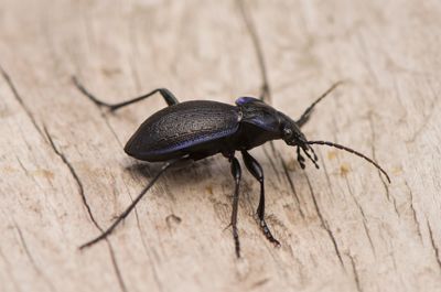 Carabus problematicus harcyniae ( Blålöpare )