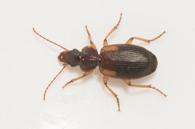 Cymindis macularis ( Dynskulderlpare )