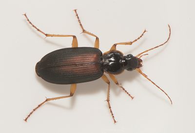 Dolichus halensis ( kerlpare )