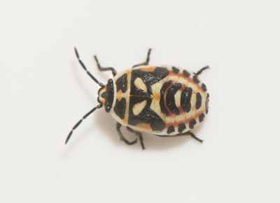 Eurydema ornata ( Klsugare )