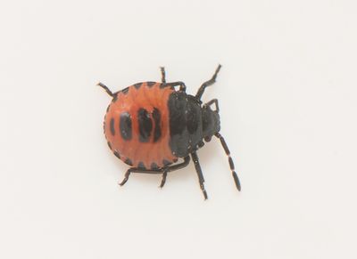  Zicrona caerulea ( Bl rovbrfis )