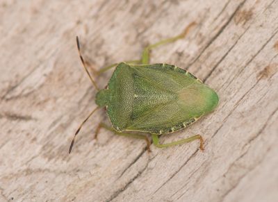 Palomena prasina ( Grn brfis )
