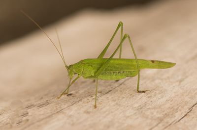 Phaneroptera falcata ( Långvingad lövvårtbitare )