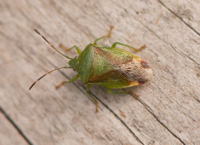 Elasmostethus minor ( Trybrfis )