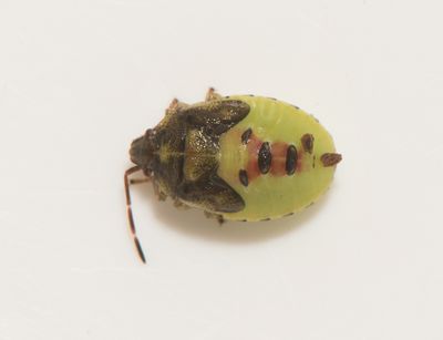 Nymfer