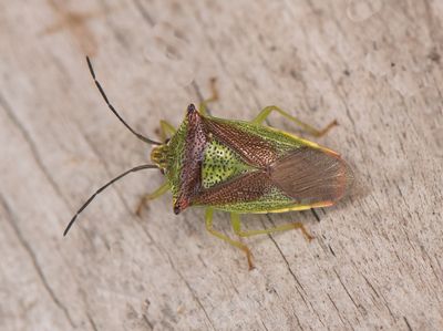 Acanthosoma haemorrhoidale ( Hagtornsbrfis )