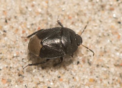 Sehirus luctuosus ( Mindre taggbening )