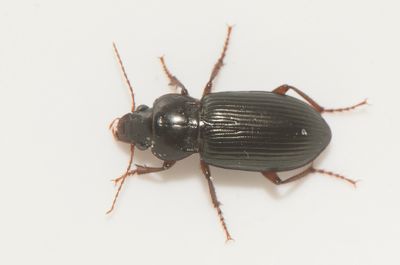 Apelviken Halland 13.9-25 12,1 mm