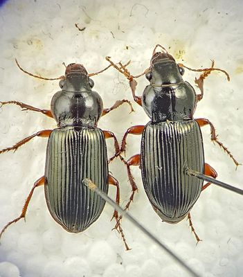 Apelviken Halland 13.9-25 12,1 mm with Amara aulica to right