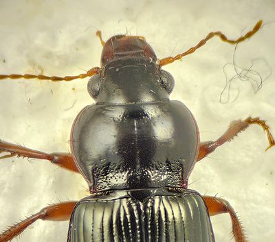 Amara convexiuscula ( Saltkornlöpare ) 12,1 mm