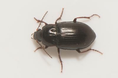 Amara cursitans ( Storögd kornlöpare ) 7,2 -8,2 mm