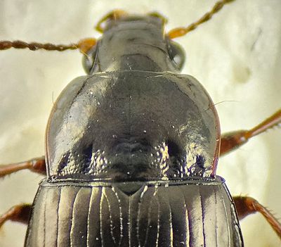 Amara cursitans ( Storögd kornlöpare ) 7,2 -8,2 mm