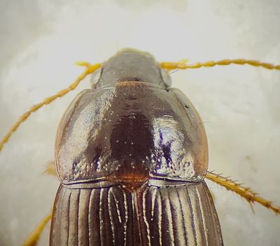 Amara brunnea ( Björkkornlöpare ) 5,5-6 mm