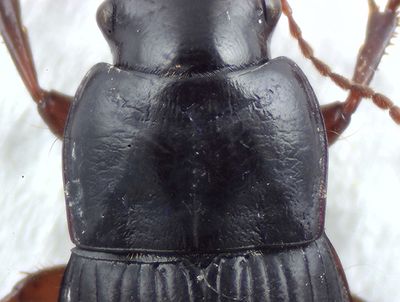 Harpalus halsskld