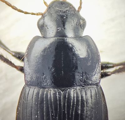 Harpalus halsskld