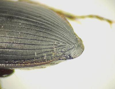 Backkra Skne 17.8-25 9,5 mm