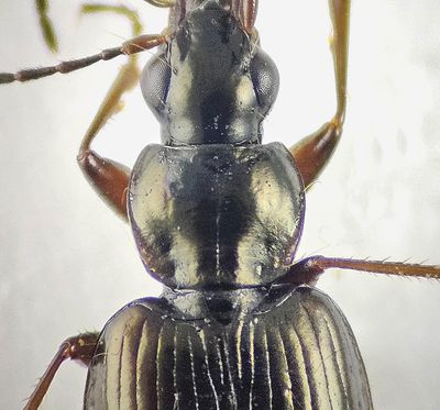 Agonum halsskld