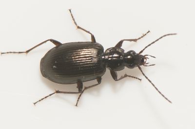 Agonum micans ( vjelpare )  7,2 mm