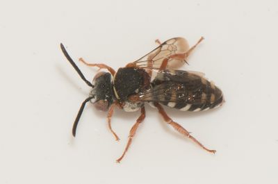 Epeolus variegatus ( ngsfiltbi )