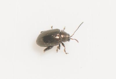 Chaetocnema aridula ( Tuvjordloppa )
