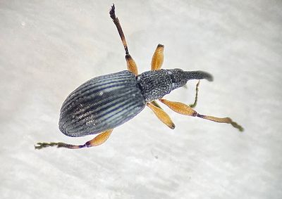 Sbytorp Vstmanland 26.5-25