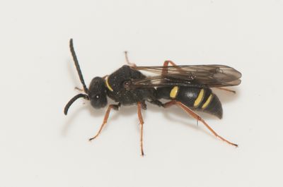 Blomngen Halland 15.6-24