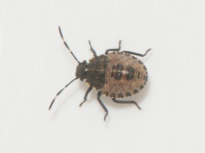 Lund Skne 16.8-25 nymfe