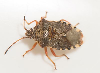 Hedemarksvgen Vstmanland 26.5-25