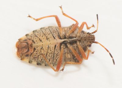 Elasmucha fieberi ( Bukprickig björkbärfis )