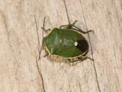 Chlorochroa juniperina ( Grön enbärfis )