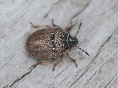 Podops inunctus ( Hammarbärfis )