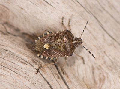 Dolycoris baccarum ( Hårig bärfis )