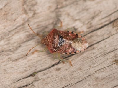 Elasmucha grisea ( Mindre björkbärfis )