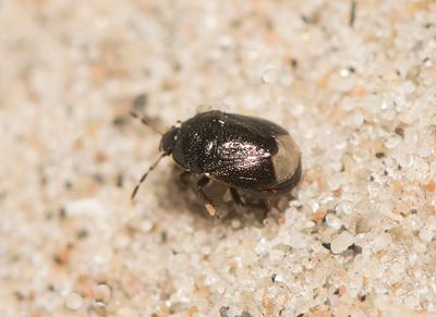 Legnotus picipes ( Mårataggbening )